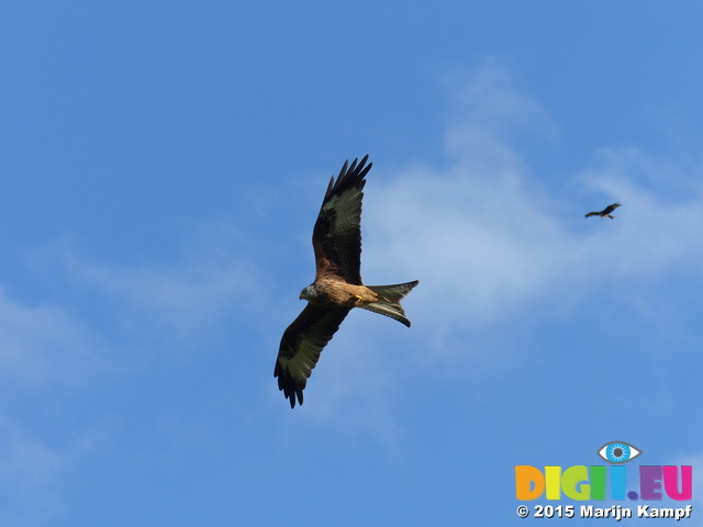 FZ023248 Red kites (Milvus milvus)